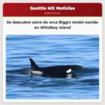 Se descubre calvo de orca Biggs recién nacido en Whidbey Island