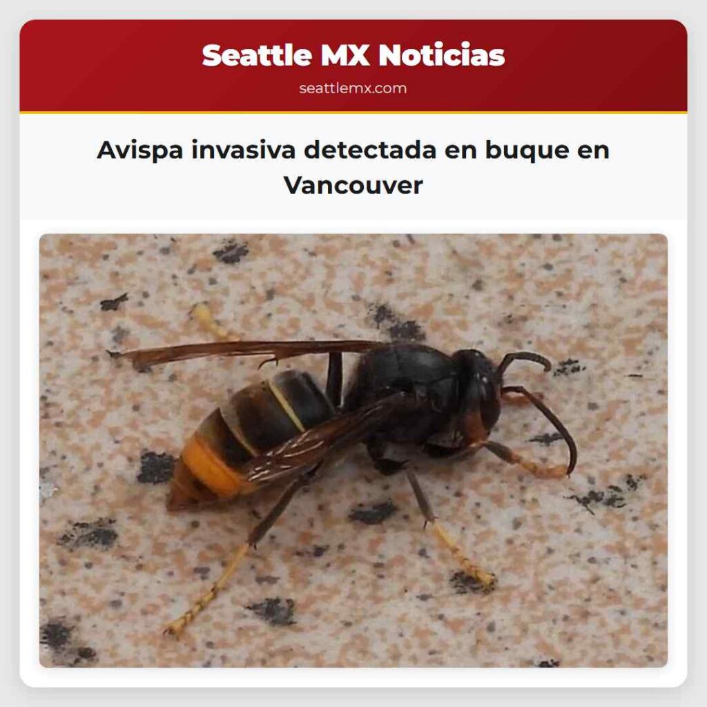 Avispa invasiva detectada en buque en Vancouver