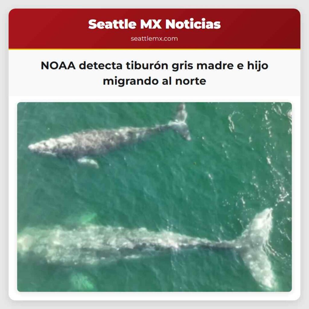 NOAA detecta tiburón gris madre e hijo migrando