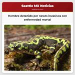 Hombre detenido por newts invasivos con enfermedad mortal