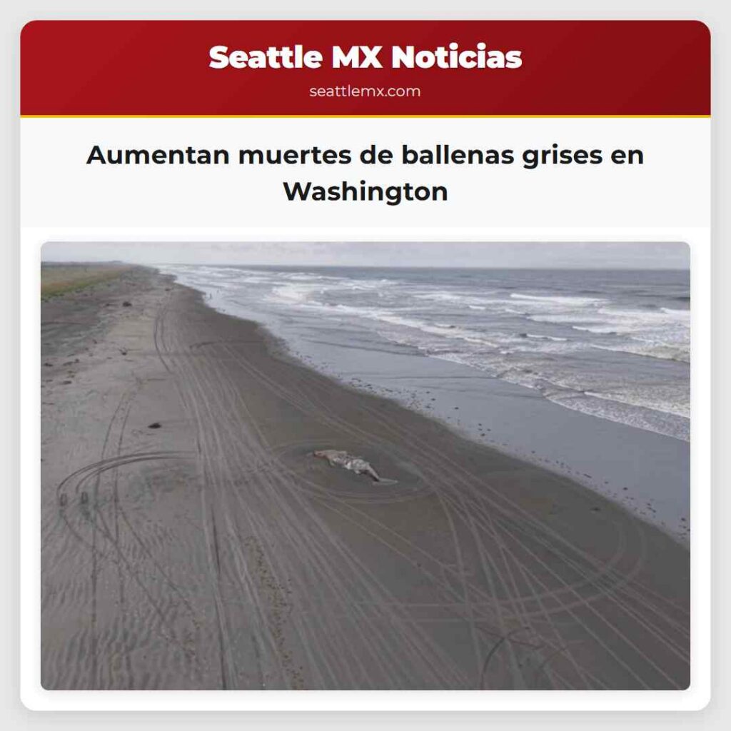 Aumentan muertes de ballenas grises en Washington