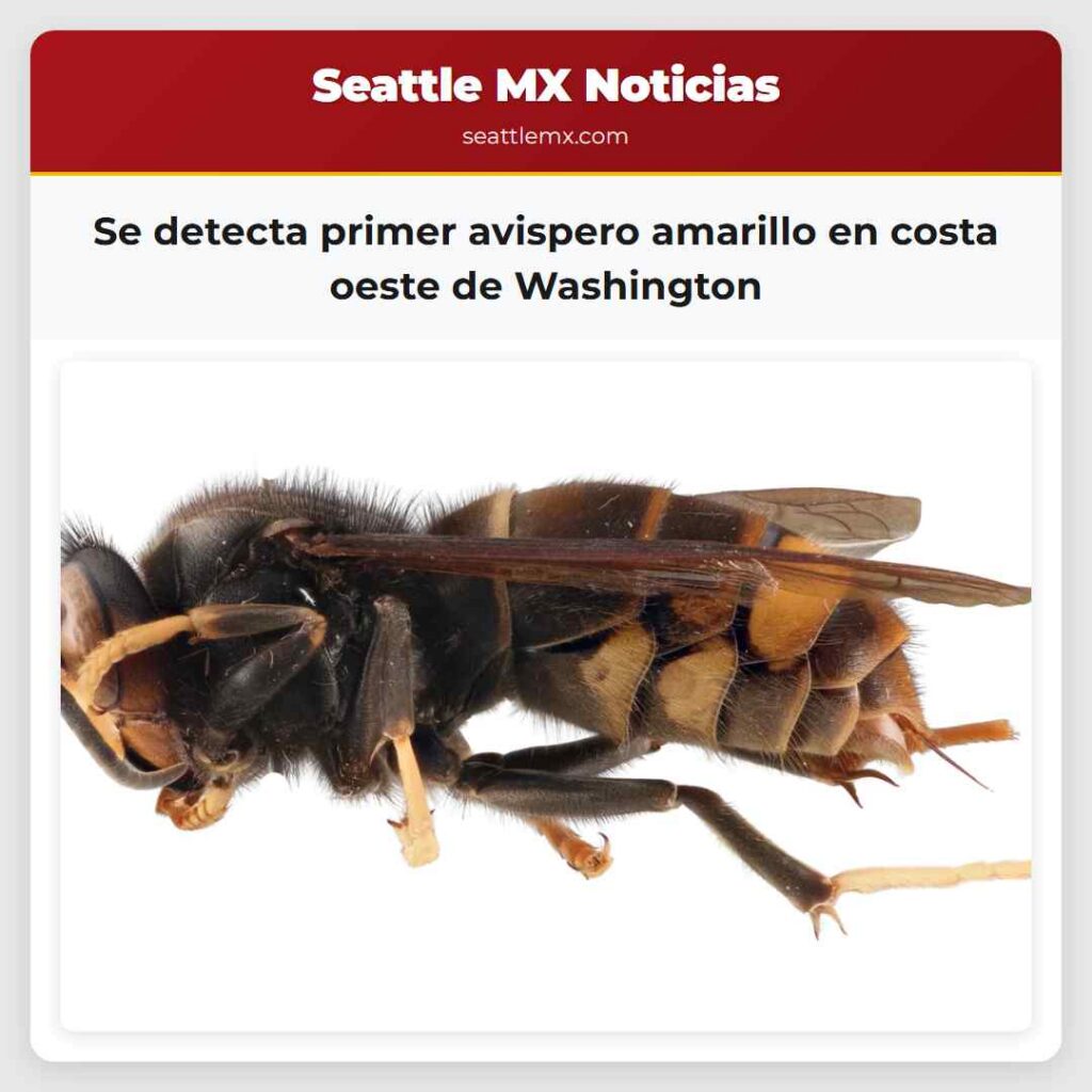 Se detecta primer avispero amarillo en costa
