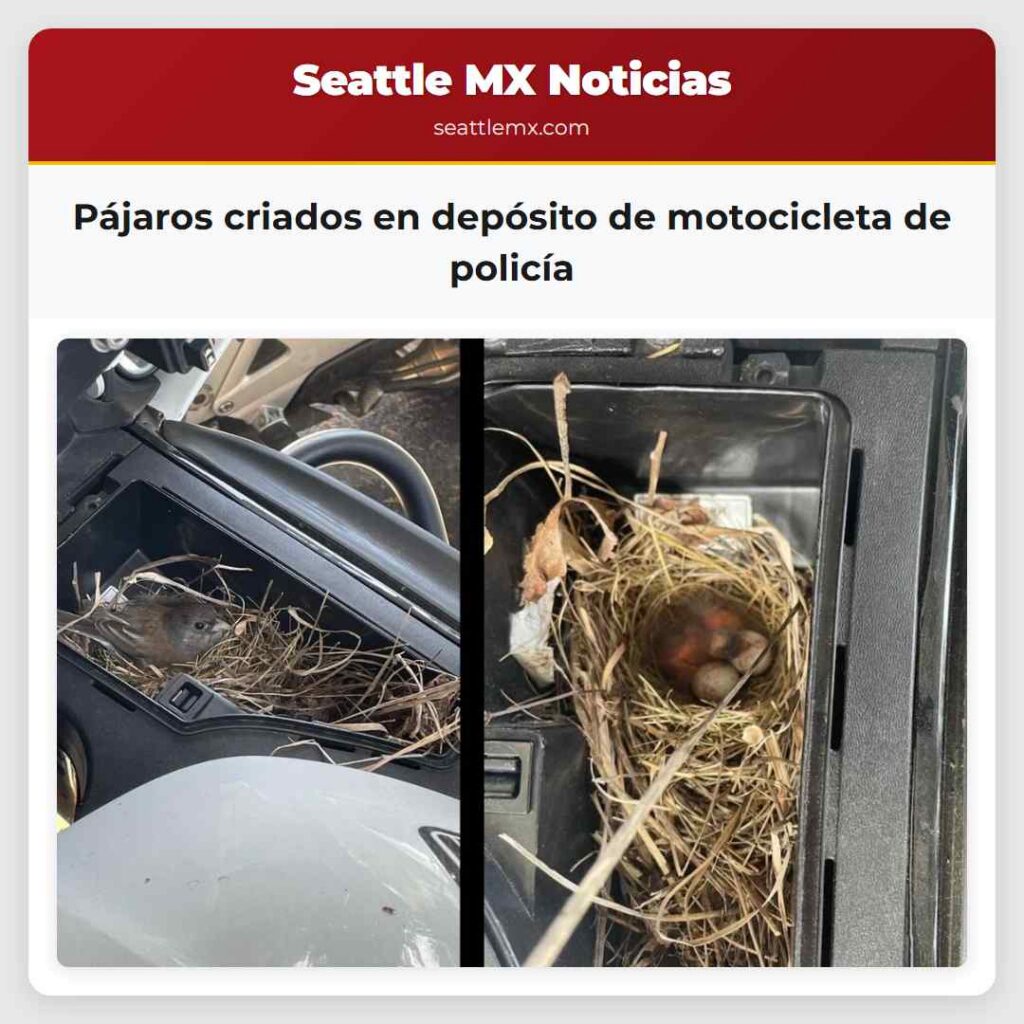 Pájaros criados en depósito de motocicleta de