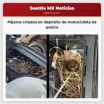 Pájaros criados en depósito de motocicleta de policía