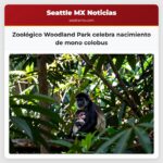 Zoológico Woodland Park celebra nacimiento de mono colobus