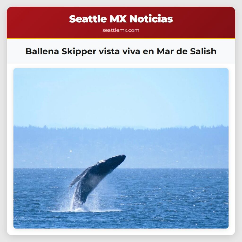 Ballena Skipper vista viva en Mar de Salish