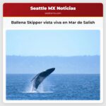 Ballena Skipper vista viva en Mar de Salish