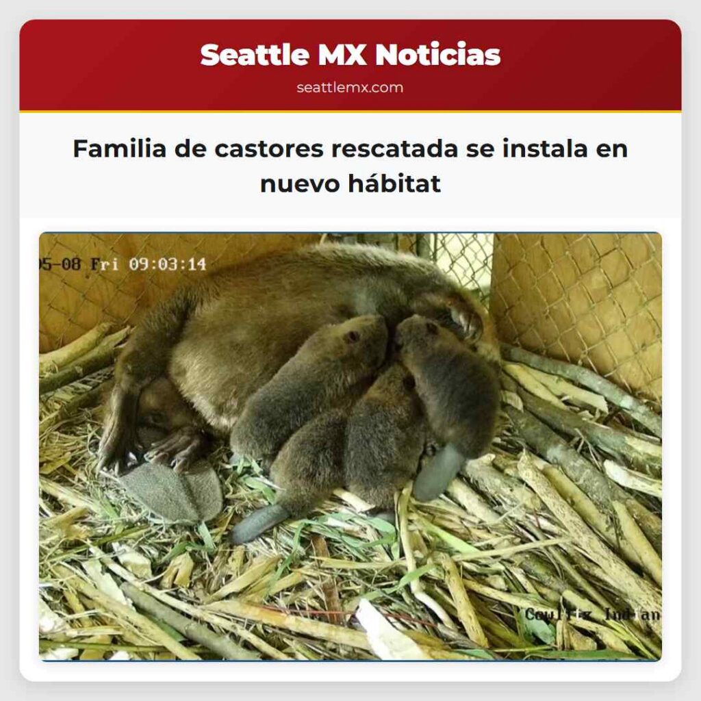 Familia de castores rescatada se instala en nuevo