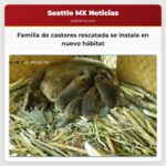 Familia de castores rescatada se instala en nuevo hábitat