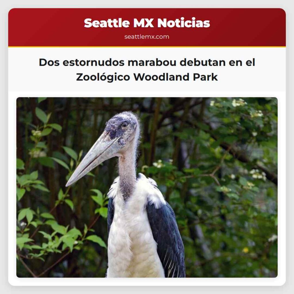 Noticias De Seattle 2 Dos estornudos marabou debutan en el Zoológico