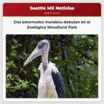 Dos estornudos marabou debutan en el Zoológico Woodland Park