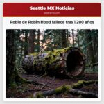 Roble de Robin Hood fallece tras 1.200 años