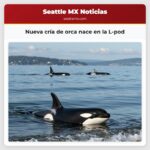 Nueva cría de orca nace en la L-pod