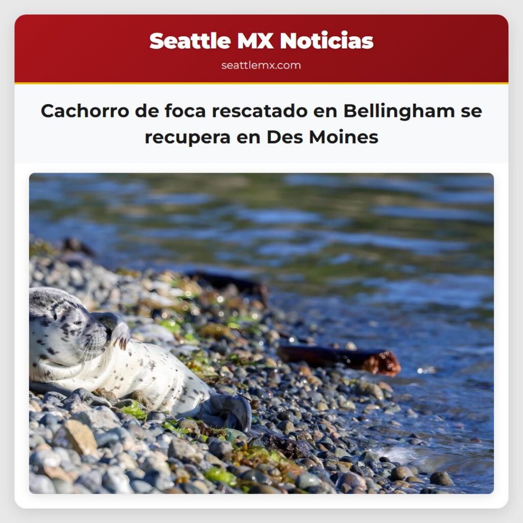 Cachorro de foca rescatado en Bellingham se