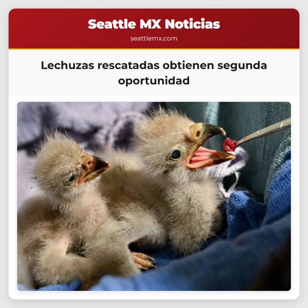 Lechuzas rescatadas obtienen segunda oportunidad