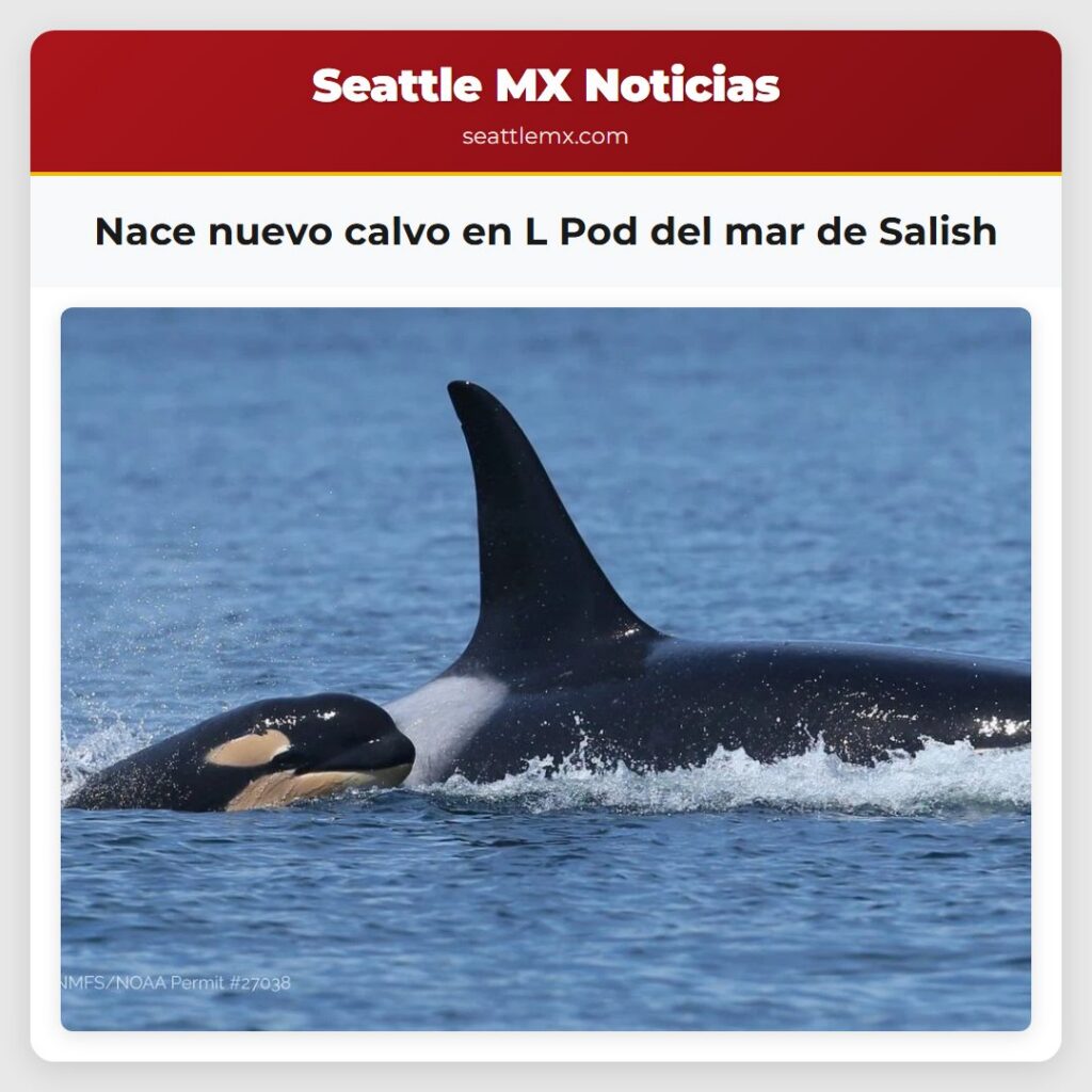Nace nuevo calvo en L Pod del mar de Salish