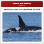 Nace nuevo calvo en L Pod del mar de Salish