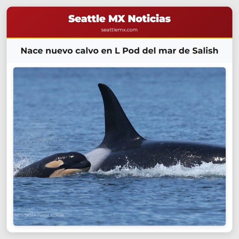 Nace nuevo calvo en L Pod del mar de Salish