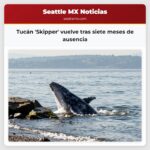 Tucán Skipper vuelve tras siete meses de ausencia