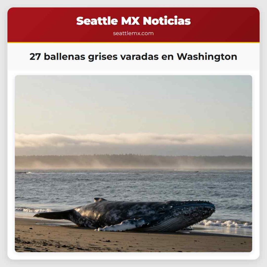 27 ballenas grises varadas en Washington