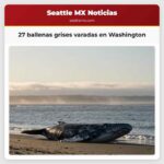 27 ballenas grises varadas en Washington