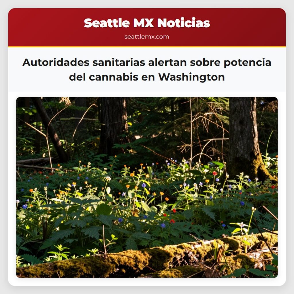 Noticias De Seattle 1 Autoridades sanitarias alertan sobre potencia del