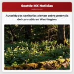 Autoridades sanitarias alertan sobre potencia del cannabis en Washington