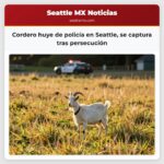 Cordero huye de policía en Seattle se captura tras persecución